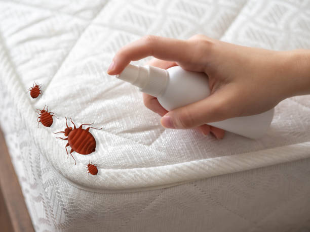 Best Cockroach Control Services  in Hildale, UT